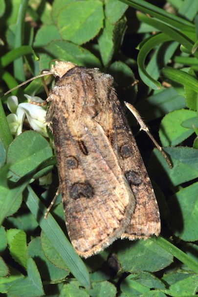 Noctuidae da id.